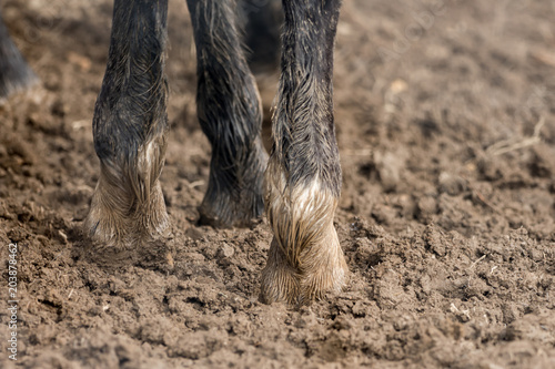 Feet of horses standing in the wet dirt