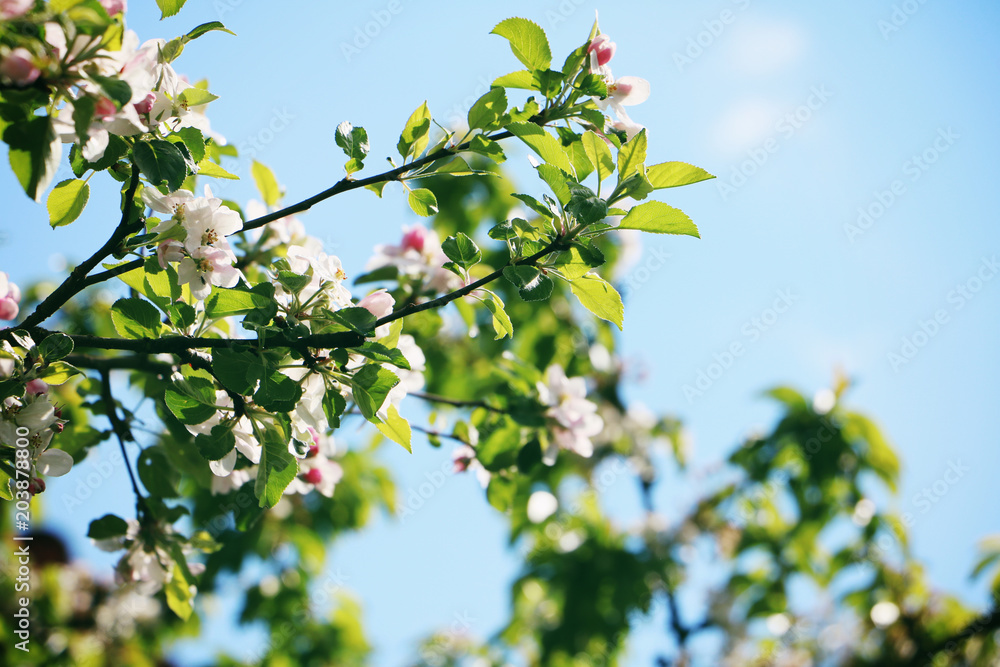 Apfelbaumblüten mit blauen Himmel im Hintergrund