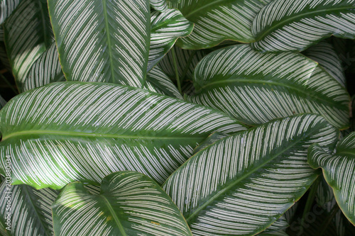 Green and white striped foliage texture background of Calathea ornata photo