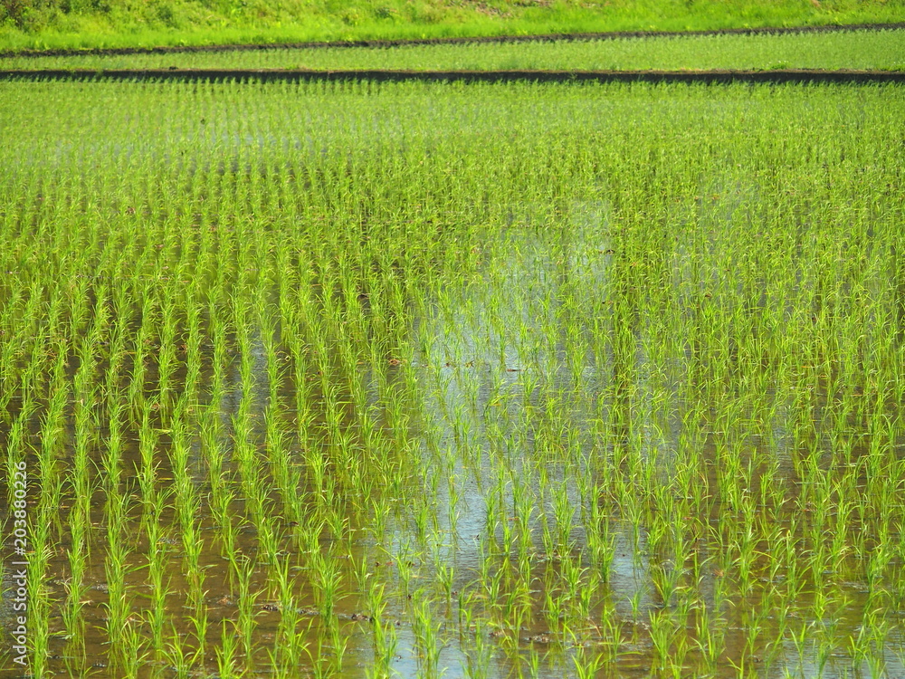 植田風景 植田風景