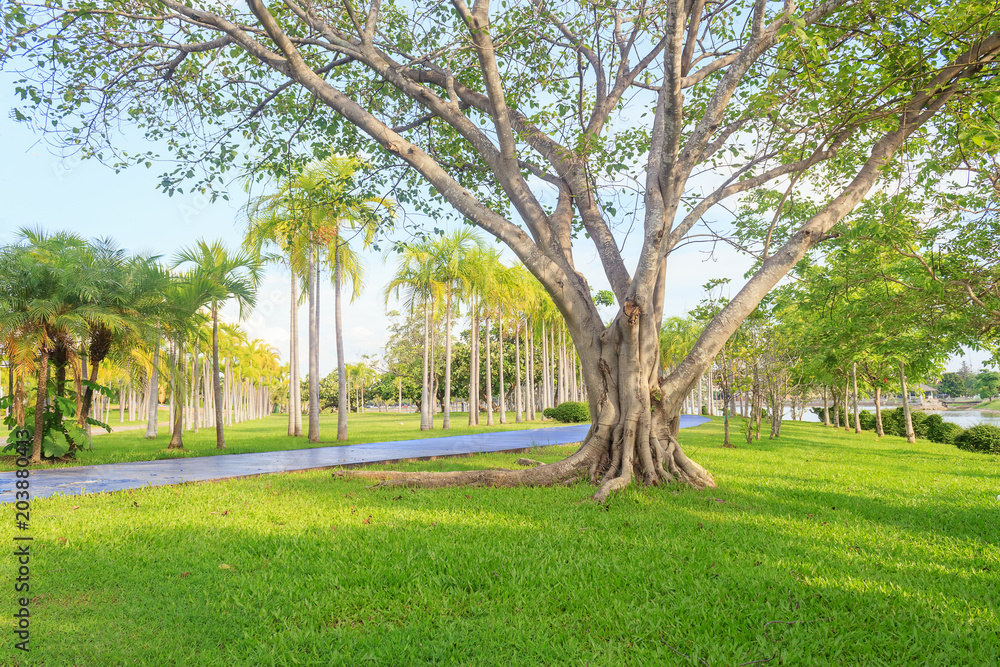 Walkway in park. Landscape with jogging track at green park Walkway in park. Landscape with jogging track at green park