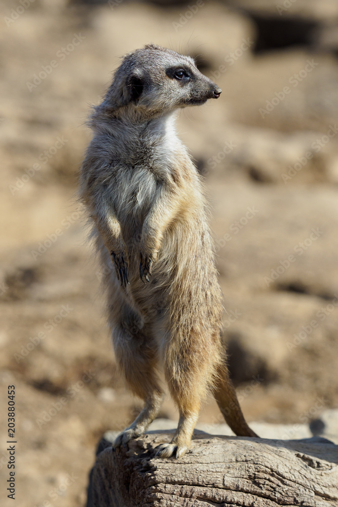 Fototapeta premium Suricata standing on a guard. Curious meerkat (Suricata suricatta).
