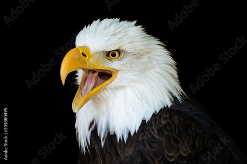 Canvas Print Portrait of a bald eagle (Haliaeetus leucocephalus) with an open beak isolated o