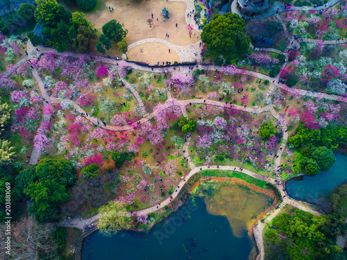 Fotografie Chidorigafuchi park with full bloom sakura in Tokyo, Japan.