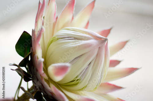 King Protea Pink