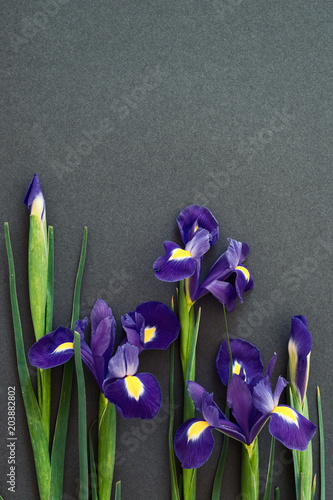 Fototapeta Naklejka Na Ścianę i Meble -  
Flowers alive blue irises lie on dark paper, postcard, cover
