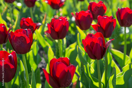 Red tulips blossom in spring