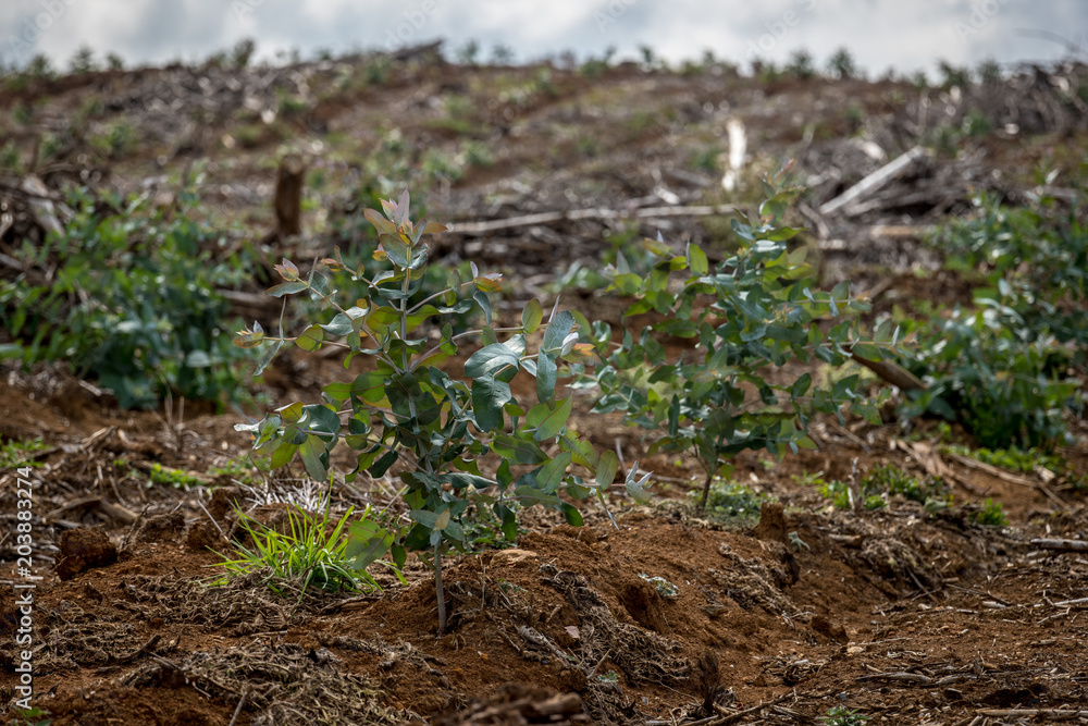 Forestry seedlings replanting Forestry seedlings replanting