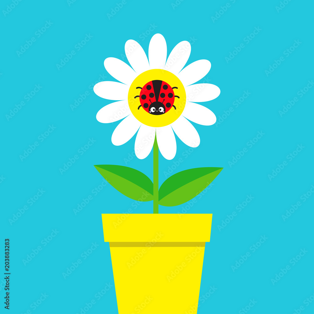 Obraz premium Ladybird Ladybug insect sitting on white daisy chamomile. Camomile icon. Cute growing flower pot plant collection. Cartoon character. Love card. Flat design. Blue background. Isolated.
