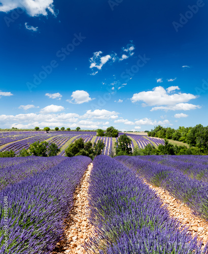 Fototapeta Naklejka Na Ścianę i Meble -  Lavender field in Provence, France