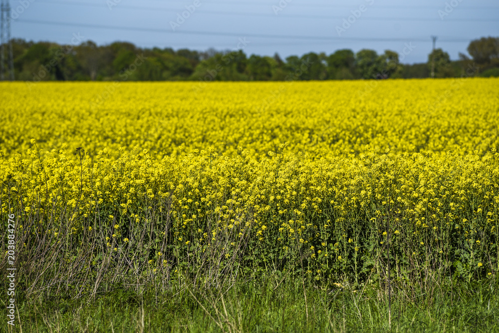 Blooming colza flowers in a colza field in Poland. Yellow colza flower. Rape flower on rapeseed.