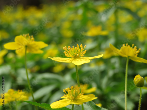 Green nature backdrop. Yellow Buttercup flowers on blurred green background