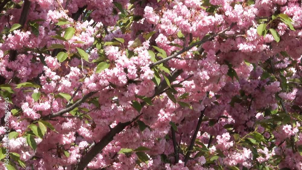 Beautiful pink sakura flowers bloom in the botanical garden in the spring close-up with zooming effect Beautiful pink sakura flowers bloom in the botanical garden in the spring close-up with zooming effect