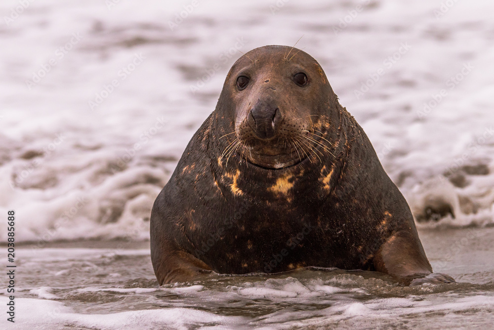 Fototapeta premium Atlantic Grey Seal Pup on Sandy Beach/Atlantic Grey Seal Pup/Atlantic Grey Seal Pup (Halichoerus Grypus)