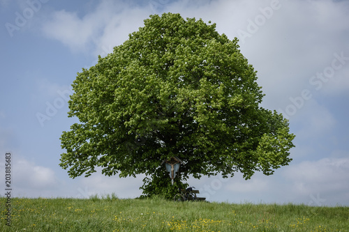 Obraz na plátně Linde, Tilia