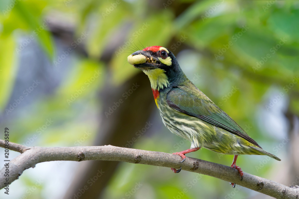 Coppersmith Barbet Coppersmith Barbet