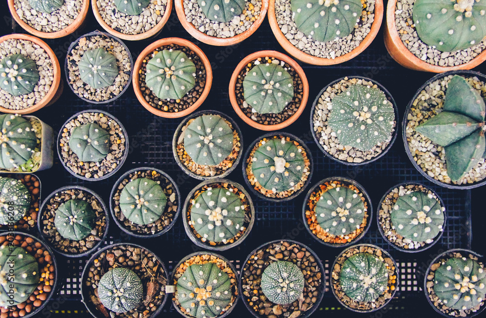 Top view. Minimal creative still life cactus tropical background modern art, instagram style filter photo vintage tone Top view. Minimal creative still life cactus tropical background modern art, instagram style filter photo vintage tone