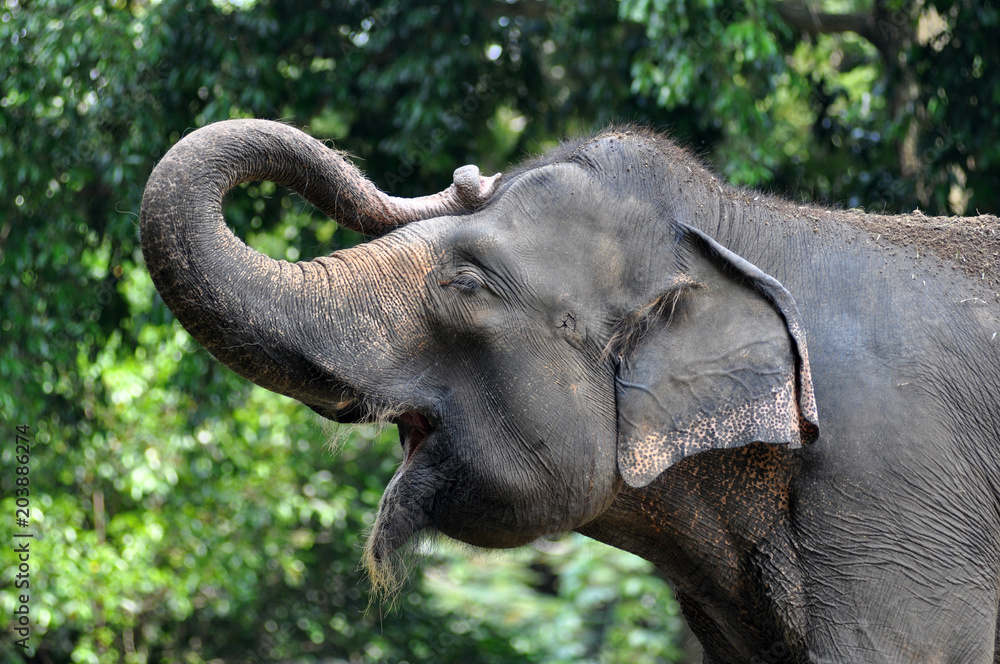 Fototapeta premium Sumatera Elephant