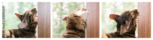 Cat gnaws on furniture. Harmful habit in cats. Collage of three photos. Concept of damage from pets.