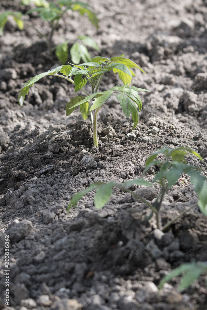Green seedlings of tomato apple in clay. Green seedlings of tomato apple in clay.