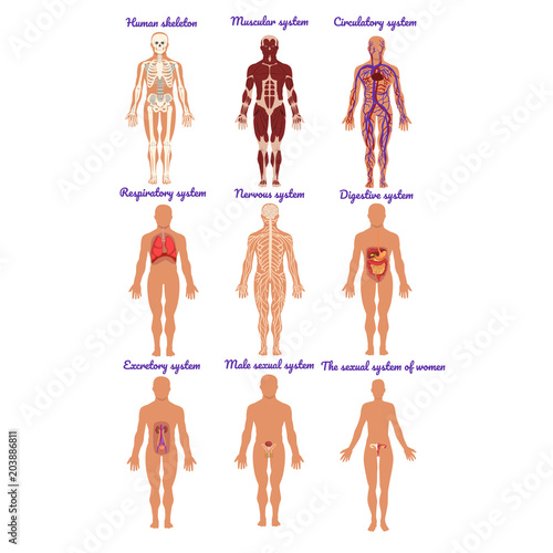 Different human organ system set, muscular, circulatory, respiratory, nervous, digestive, excretory, sexual systems, human body anatomy vector Illustrations