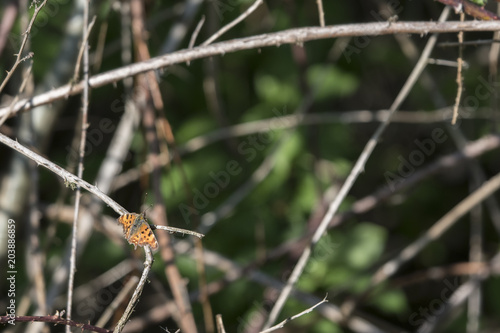 Butterfly polygonia c-album on stem blackberries.