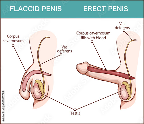 Erection of male sex organ penis