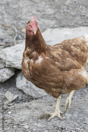 Brown home fowl outdoors.