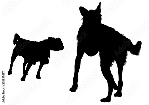 Domestic dog on a walk on a white background