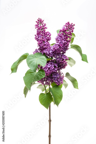 Lilac flower isolated on white