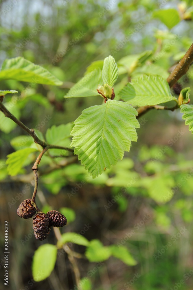 Close up of blooming branch of Alnus glutinosa, the common alder, black alder, European alder or just alder in spring. Poland, Europe Close up of blooming branch of Alnus glutinosa, the common alder, black alder, European alder or just alder in spring. Poland, Europe