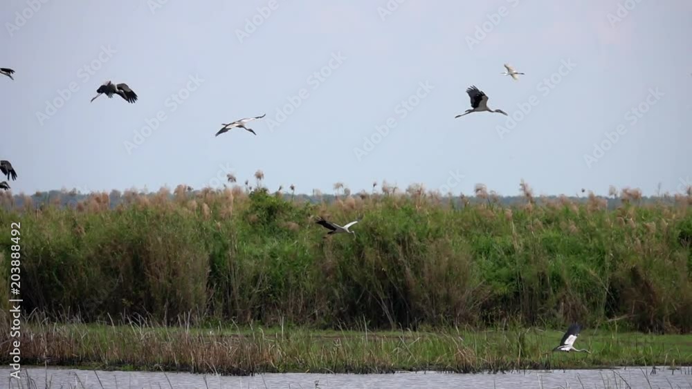 Flock of Asian Openbill Birds (Anastomus oscitans) in Nature at Thale Noi Waterfowl Reserve Lake, Thailand Flock of Asian Openbill Birds (Anastomus oscitans) in Nature at Thale Noi Waterfowl Reserve Lake, Thailand
