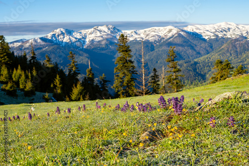 Purple wildflowers bloom on the green mountain meadow