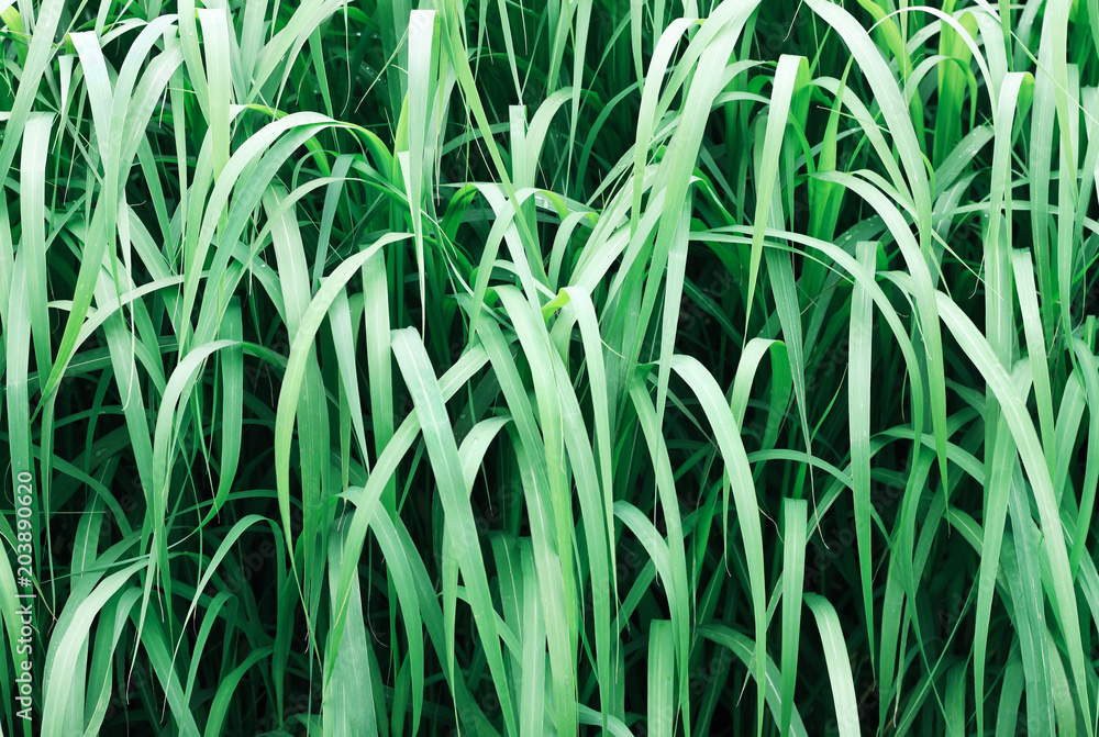 Fototapeta premium Front view dark green sedges (Carex) grass leaves, bush closeup, abstract botanical background.