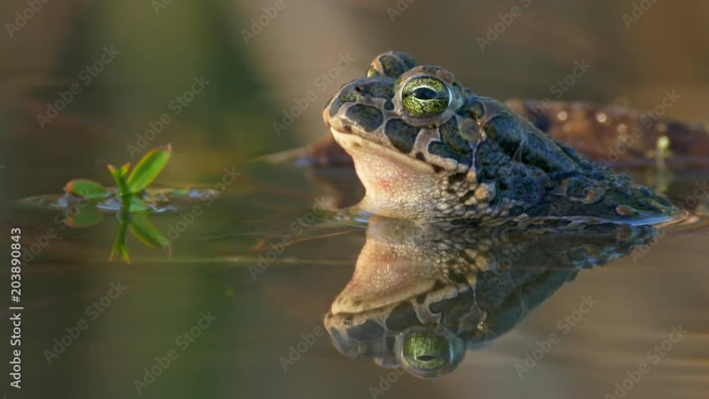 European green toad (Bufo viridis) European green toad (Bufo viridis)