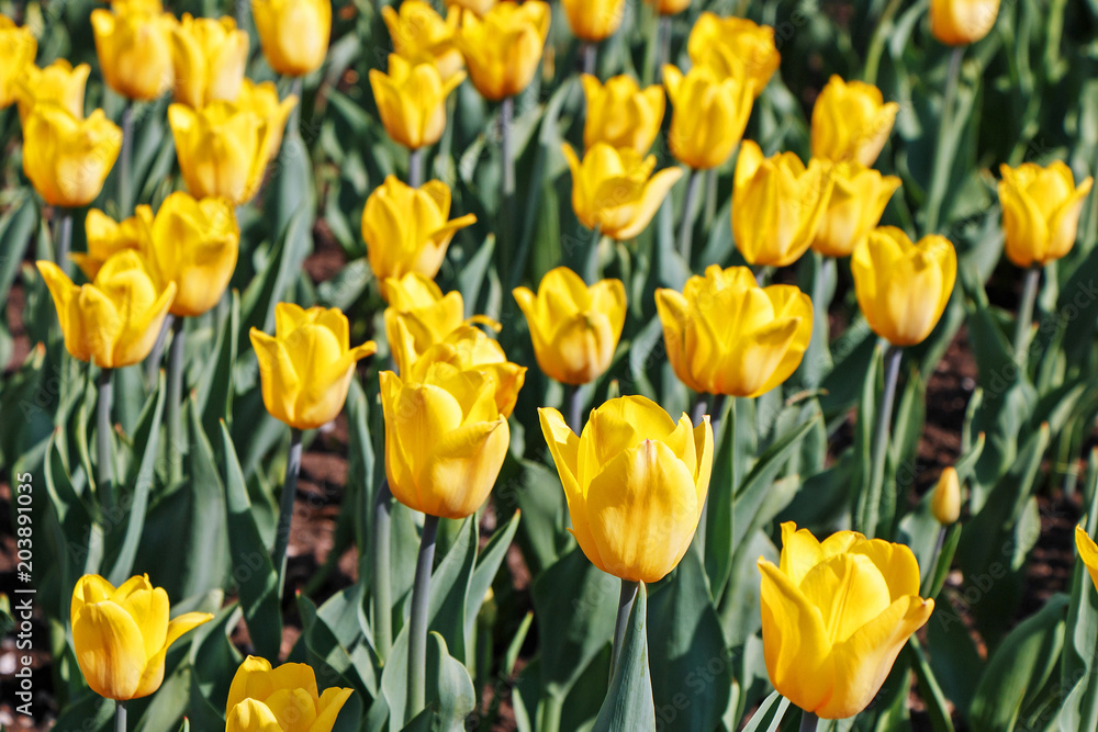 Field of yellow tulips Field of yellow tulips