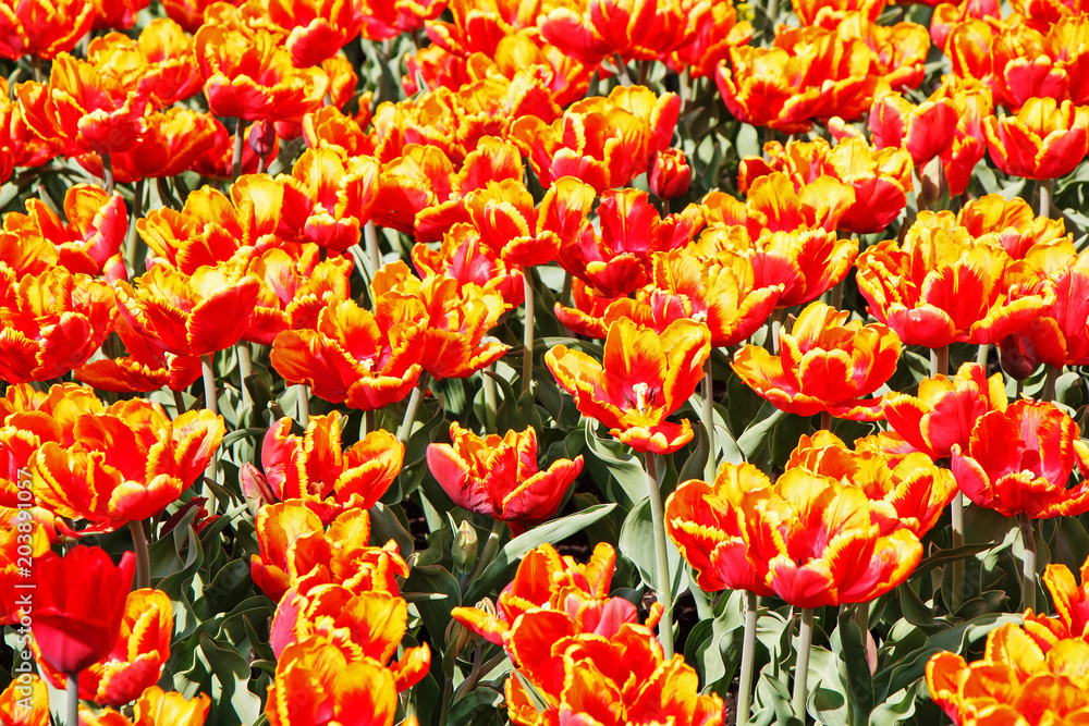 Field of red-yellow beautiful tulips Field of red-yellow beautiful tulips
