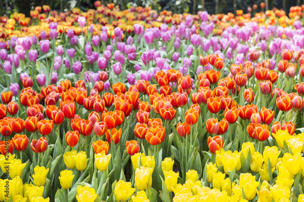 Spring season concept background of Colorful tulip garden, outdoor day light