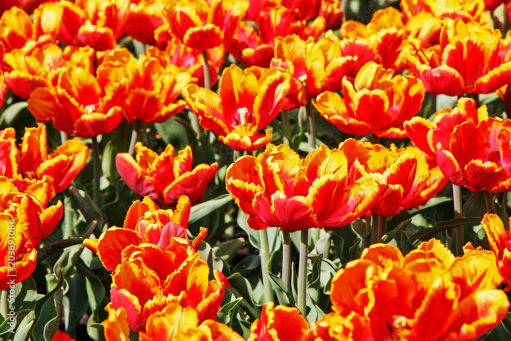 Field of red-yellow beautiful tulips