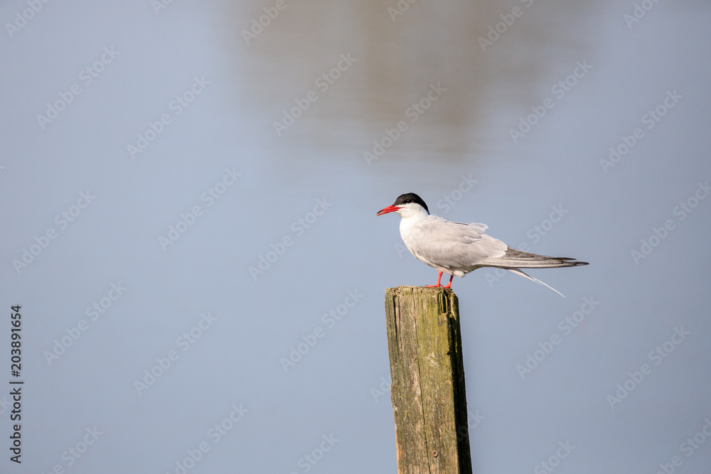 Obraz premium sterna 