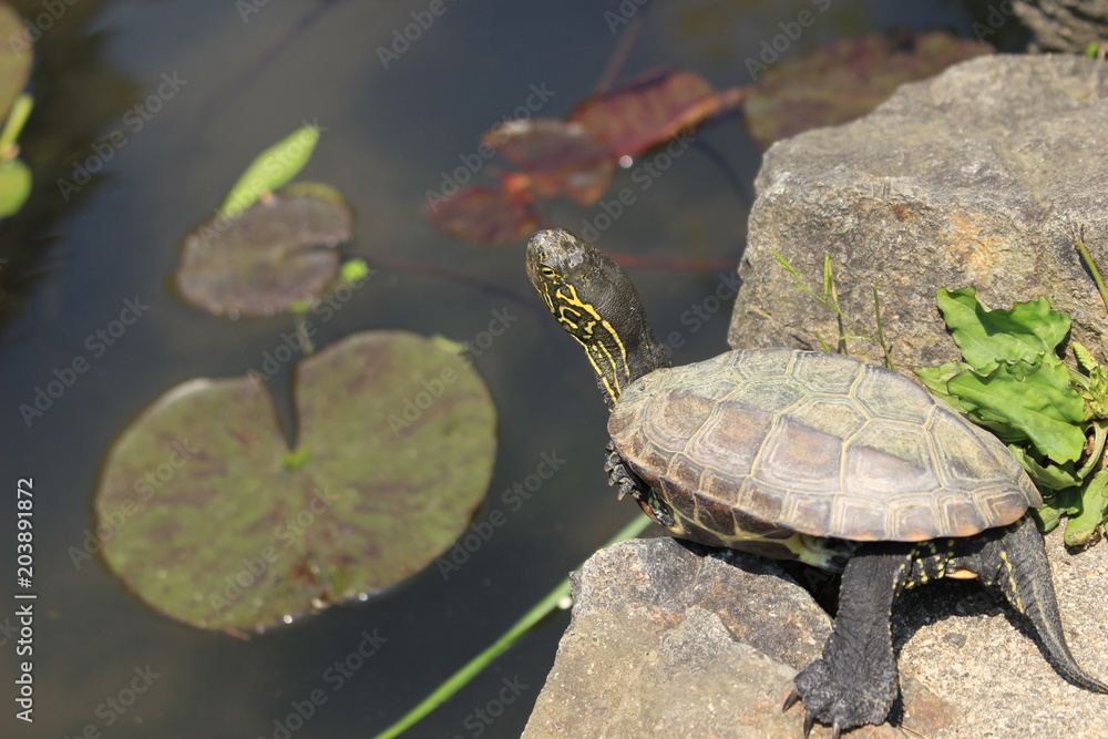 Naklejka premium クサガメ