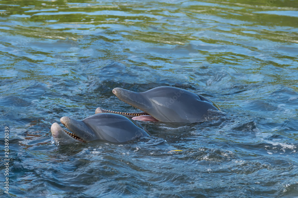 Fototapeta premium two dolphins in the bay, against the background of splashes and sea water