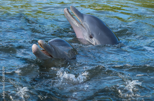 two dolphins in the bay, against the background of splashes and sea water