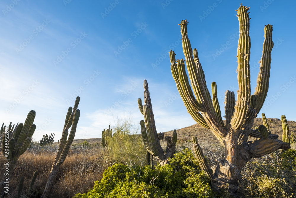 Desert landscape in Mexico
