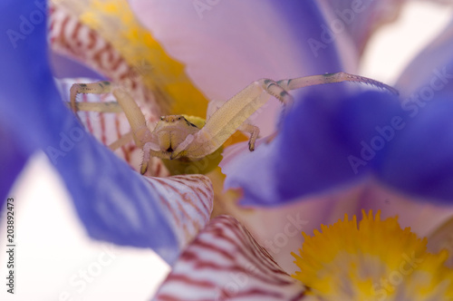 Crab spider on flower photo