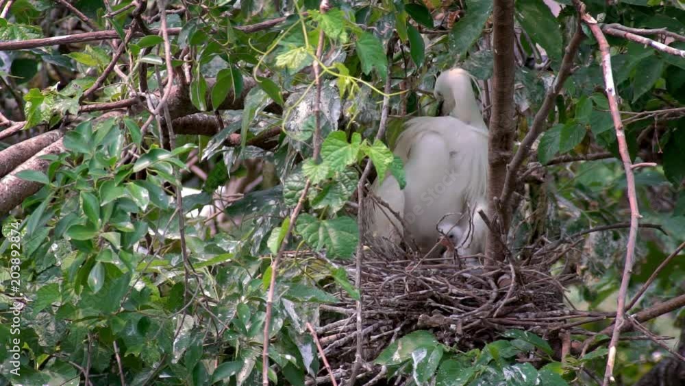 Slow Motion of white bird Egretta Garzetta nesting in spring. An adult Little egret take care the nest and chicks on tree of the lake at the Daan Forest Park in Taipei city, Taiwan-Dan Slow Motion of white bird Egretta Garzetta nesting in spring. An adult Little egret take care the nest and chicks on tree of the lake at the Daan Forest Park in Taipei city, Taiwan-Dan