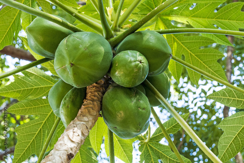 Bunch of Natural Green Pawpaw Fruit and Patterned Leaves