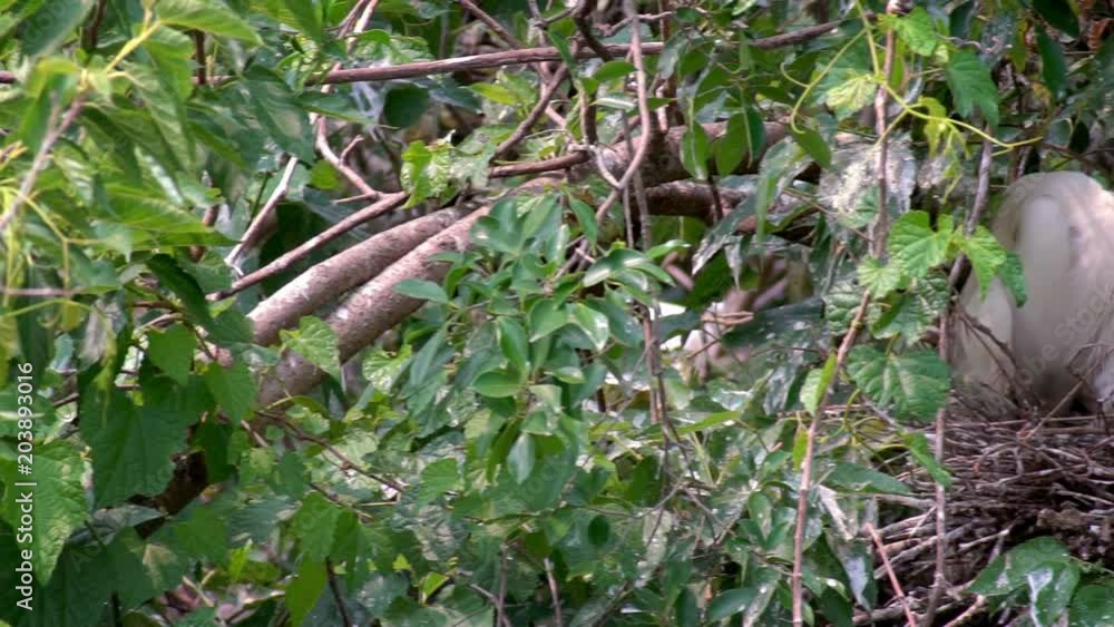 Slow Motion of white bird Egretta Garzetta nesting in spring. An adult Little egret take care the nest and chicks on tree of the lake at the Daan Forest Park in Taipei city, Taiwan-Dan Slow Motion of white bird Egretta Garzetta nesting in spring. An adult Little egret take care the nest and chicks on tree of the lake at the Daan Forest Park in Taipei city, Taiwan-Dan