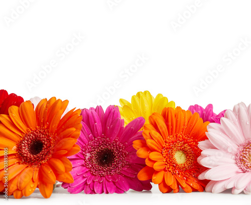 Fototapeta Naklejka Na Ścianę i Meble -  Gerbera flowers isolated on white background