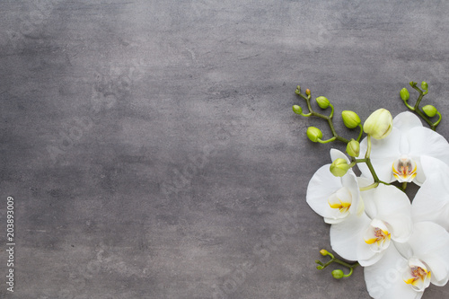 Fototapeta Naklejka Na Ścianę i Meble -  Beauty orchid on a gray background. Spa scene.